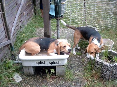 ... splish, splash