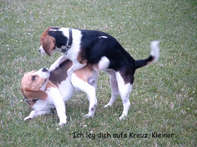 Ich leg dich aufs Kreuz, Kleiner