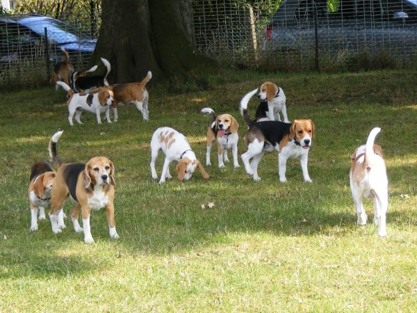 Sommerfest 2009
