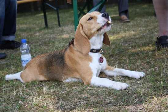 Sommerfest 2010