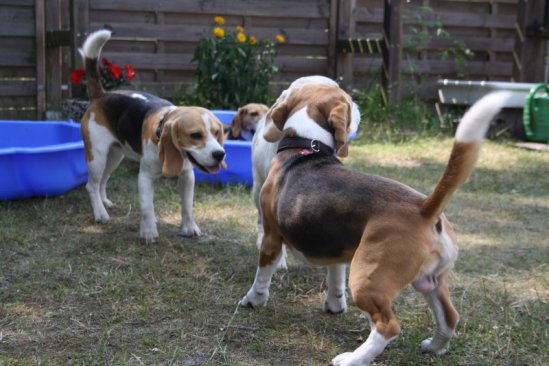 Sommerfest 2010